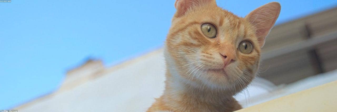 Test Random for CI